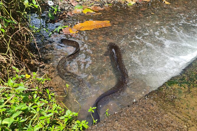 Moorea Aito 4WD Safari Tour - Half day - Guide quality can make or break the morning
