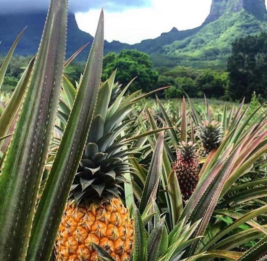 Moorea Cruise Ships 4x4, Belvedere Magic mount PRIVATE Tours - Why a private 4WD works well on Moorea