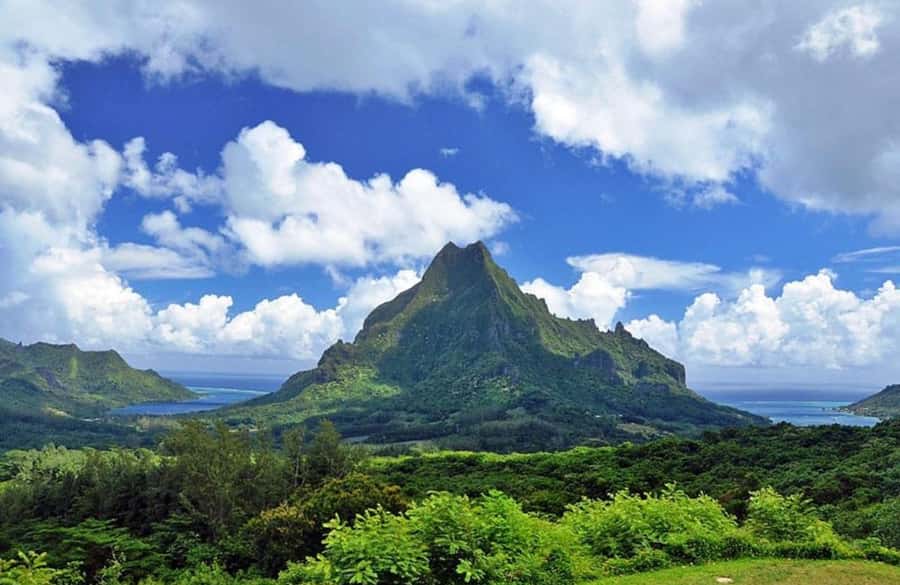 Moorea Cruise Ships: 4x4, Belvedere,Magic Mountain pineaple - Pineapple fields and the taste of Moorea