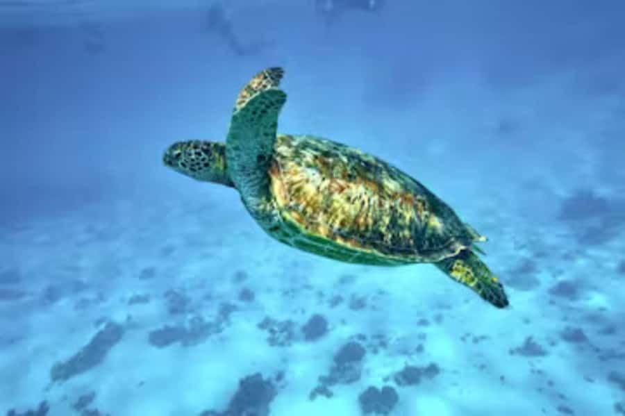 Moorea: Glass Bottom Boat Adventure with Lagoon Wonders - A family-run way to see Moorea’s lagoon
