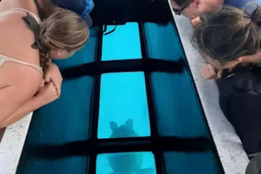 Moorea: Glass Bottom Boat Adventure with Lagoon Wonders - Sacred tikis beneath the boat