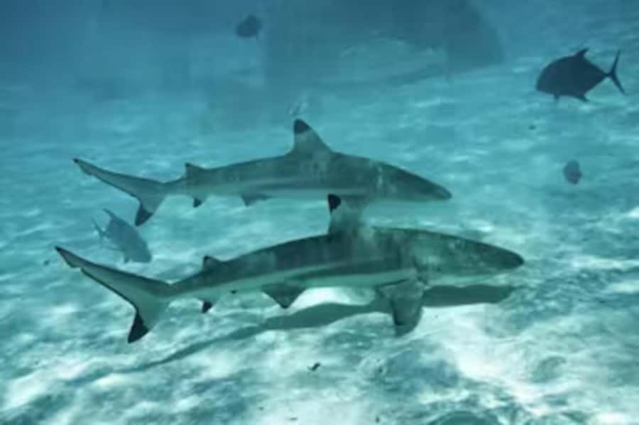 Moorea: Glass Bottom Boat Adventure with Lagoon Wonders - Rays and blacktip reef sharks at the sandbar