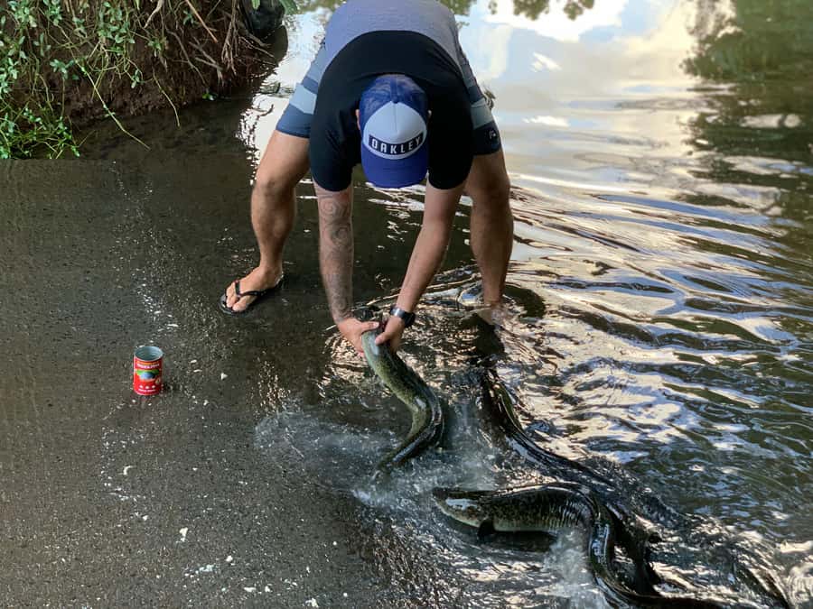 Moorea: Half-Day Open-Air 4WD Safari with Hotel Transfers - The freshwater eels are Moorea’s strangest attraction