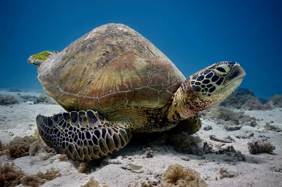 Moorea: Hauru Lagoon 3-hour Guided Kayak Tour with Snack - Starting at Tiahura Public Beach