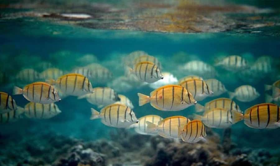 Moorea: Hauru Lagoon 3-hour Guided Kayak Tour with Snack - Booking details and who should choose it