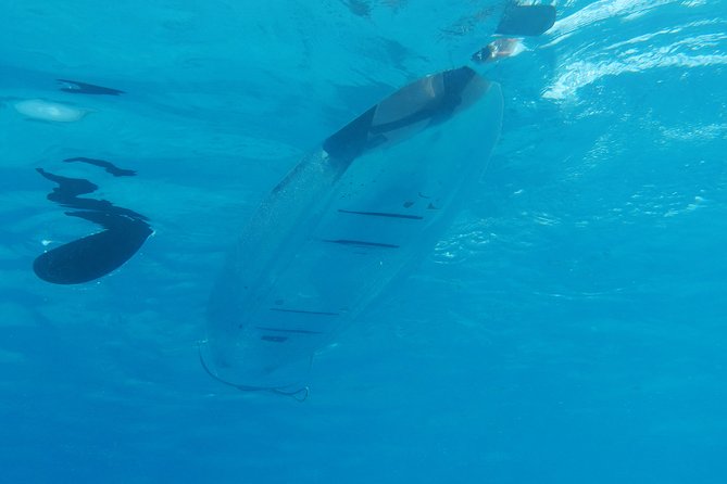 Moorea Lagoon Tour by Transparent Kayak - A clear kayak over Moorea’s coral