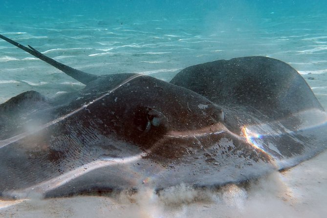 Moorea Lagoon Tour by Transparent Kayak - Guides who shape the experience
