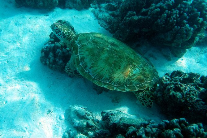 Moorea Lagoon Tour by Transparent Kayak - Lagoon Explorer, the flexible first stop