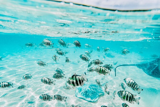 Moorea: Private 4-Hour High-End Boat Excursion - Meeting stingrays and black-tip sharks