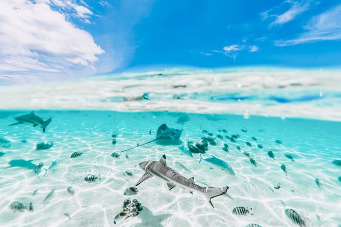 Moorea: Private 4-Hour High-End Boat Excursion - Looking for turtles and eagle rays