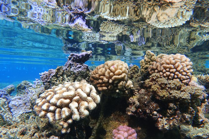Moorea Private Boat Tour / Sea Scooter Snorkeling Tour - How long the outing really takes
