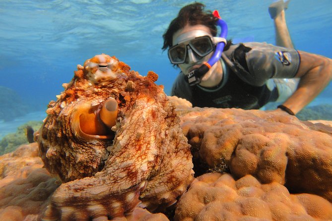 Moorea Private Boat Tour / Sea Scooter Snorkeling Tour - Who gets the best value from the $1,125.96 price