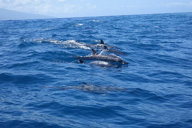 Moorea Private Boat Tour / Sea Scooter Snorkeling Tour - What the private boat setting changes