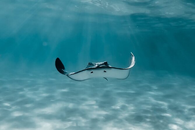 Moorea: Private Snorkeling Tour with Certify Guide - A calm hour around Opunohu Bay