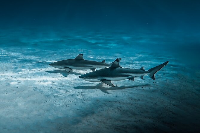 Moorea: Private Snorkeling Tour with Certify Guide - The environmental side of the experience