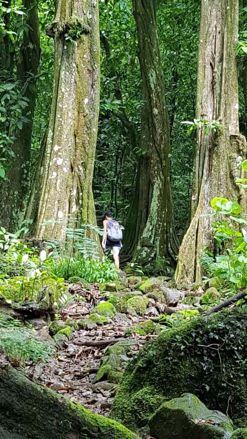 Moorea : Safari Nature and Culture Tour with local guide - Key points at a glance