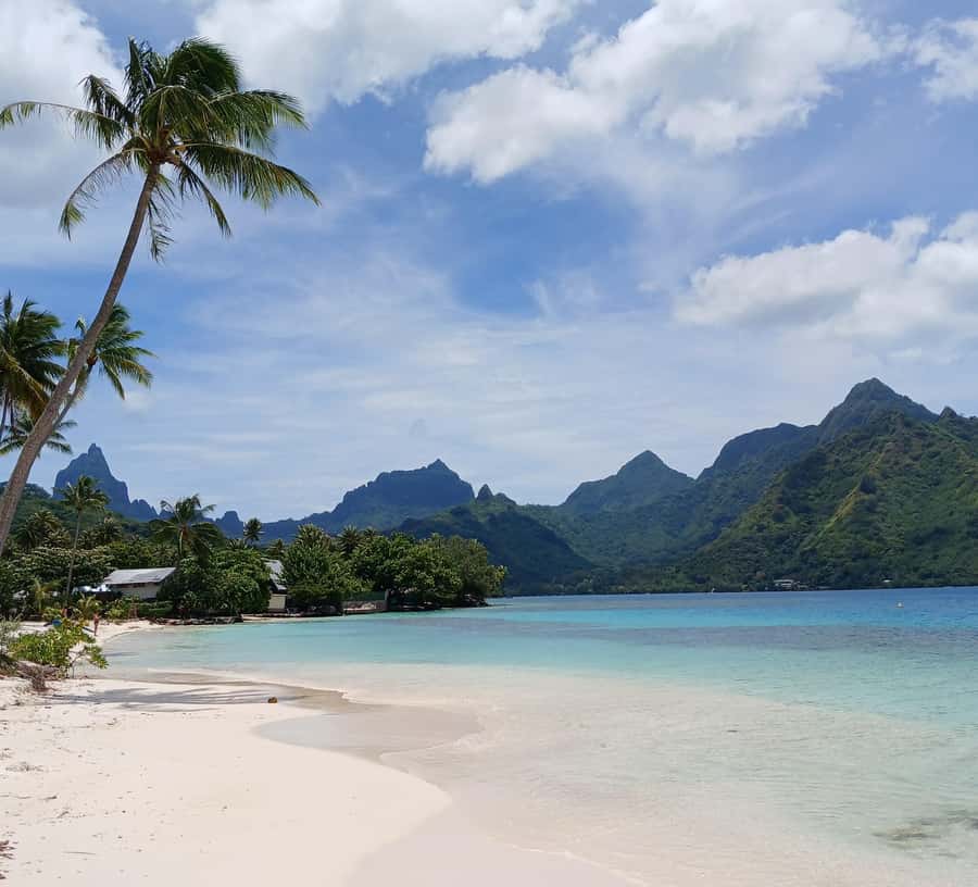 Moorea : Safari Nature and Culture Tour with local guide - Pineapple fields, crops, and a taste of Moorea