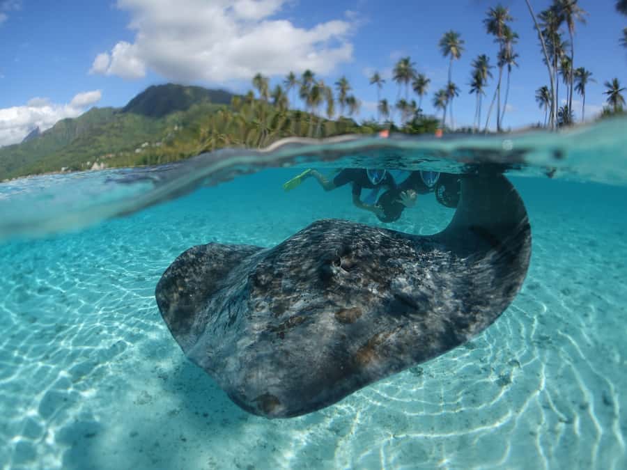 Moorea: Sea Scooter Snorkeling Tour - Three and a half hours across Moorea’s lagoon