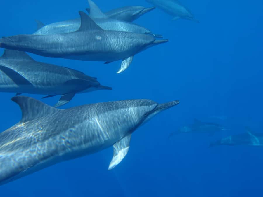 Moorea: Sea Scooter Snorkeling Tour - What you might see underwater