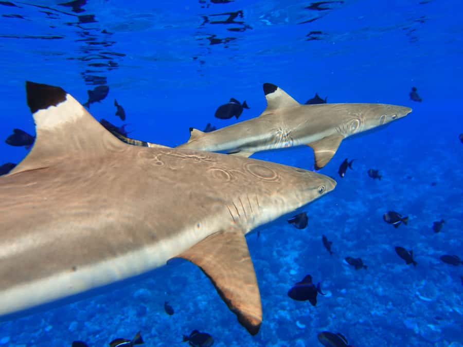Moorea: Sea Scooter Snorkeling Tour - Guides, safety, and the personal touch