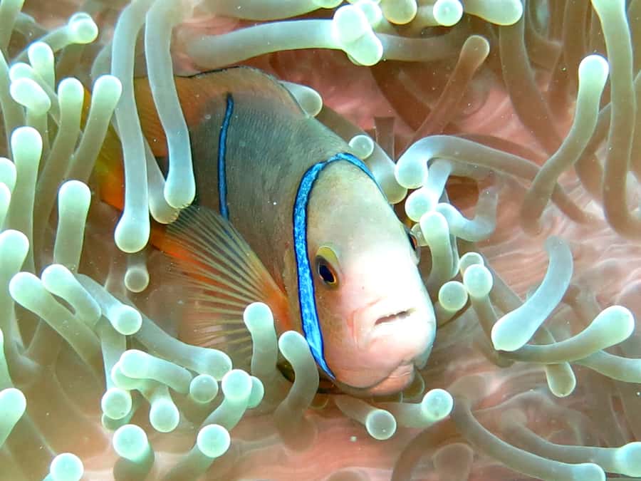 Moorea: Sea Scooter Snorkeling Tour - Who will enjoy this most