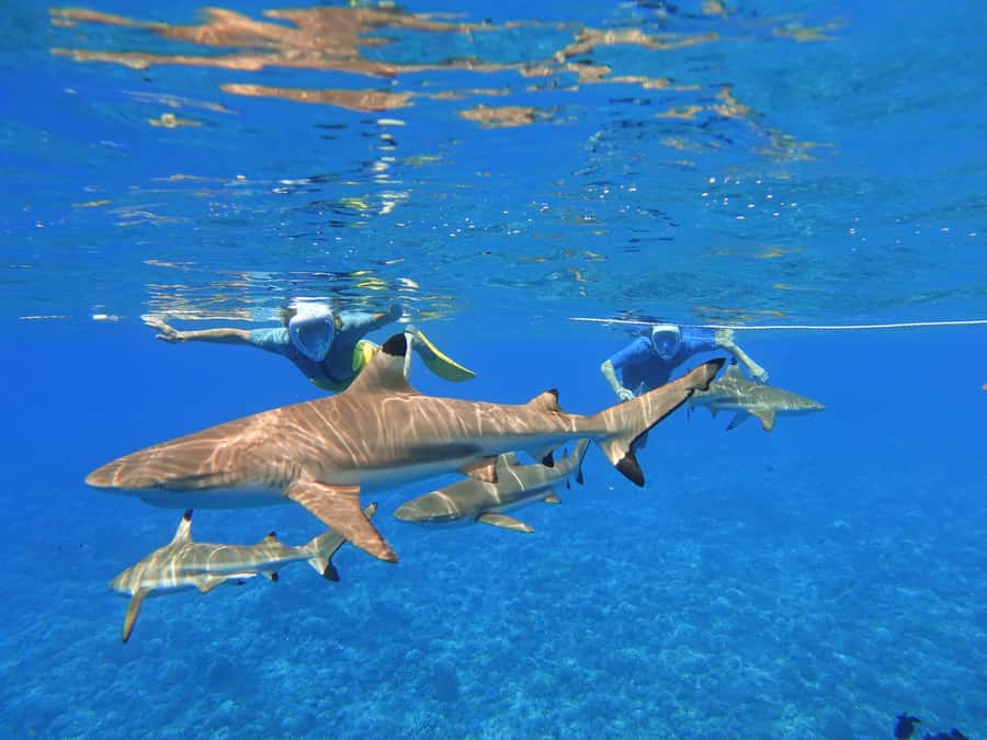 Moorea: Sea Scooter Snorkeling Tour - Practical details that can make the morning easier