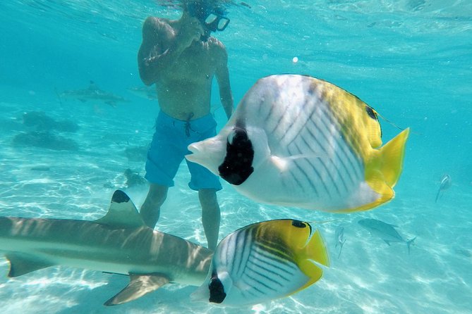 Moorea Solo or Twin 3 hours Jet Ski Tour - Is $131.28 a fair price?