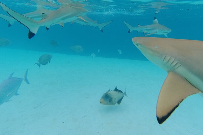 Moorea Solo or Twin Island Tour Jet Ski 4 hours - Price and value for one or two people