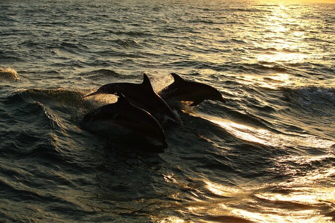 Moorea Sunset Boat Trip - The swim with turtles, sharks, and rays
