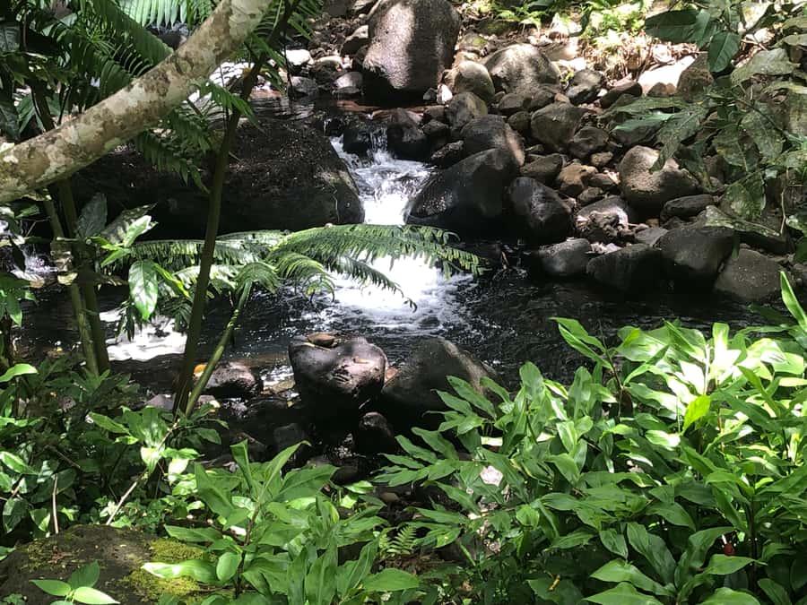 Must-Do : Nature, Culture & Moments Uniques – MirimirI Tours - Why Raiatea makes a good half-day tour