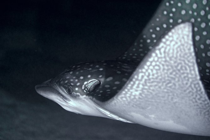 Night Snorkeling - Key points for your Moorea night snorkel