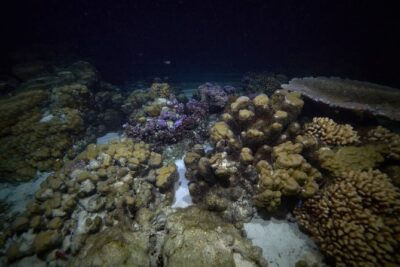 Night Snorkeling