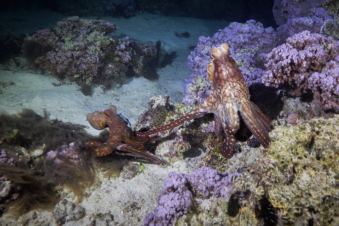 Night Snorkeling - Following the guide through the reef after dark