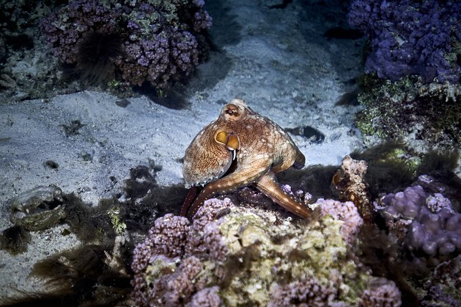 Night Snorkeling - What makes the animal encounters special