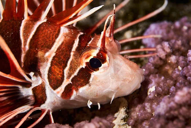 Night Snorkeling - Is $120 a fair price?