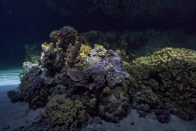 Night Snorkeling - What to bring and what not to expect