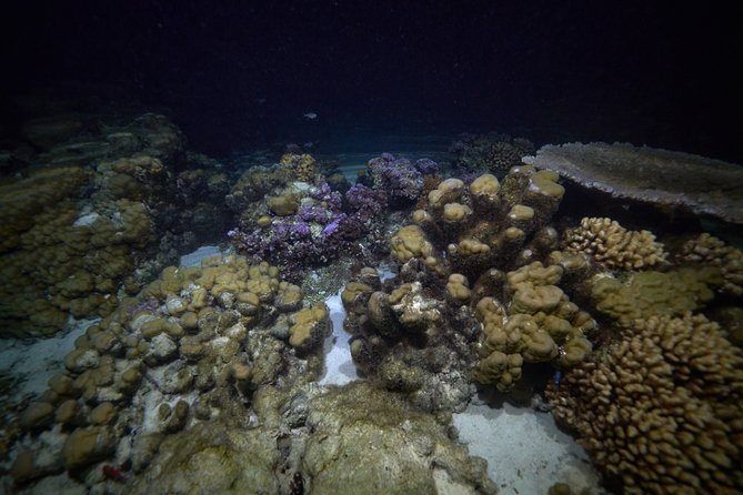 Night Snorkeling - Getting ready with a small group and proper gear