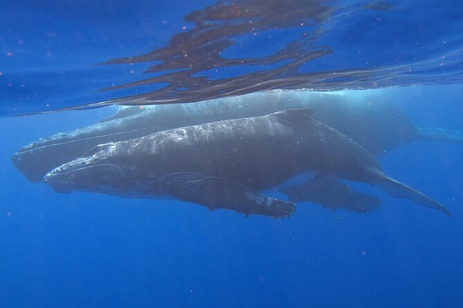 Observe and Swim with Whales in Tahiti - Looking for Humpback Whales in the Open Water