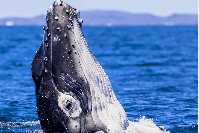 Observe and Swim with Whales in Tahiti - The Final Water Stop With Turtles