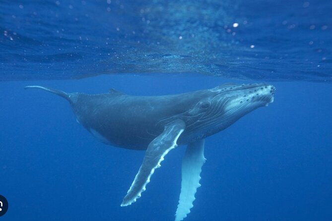 Observe and Swim with Whales in Tahiti - Rough Seas, Sea Sickness, and Comfort