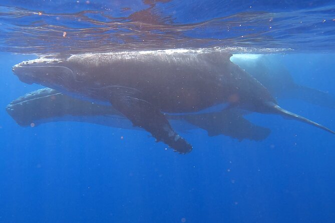 Observe and Swim with Whales in Tahiti - Is $169.10 a Fair Price?