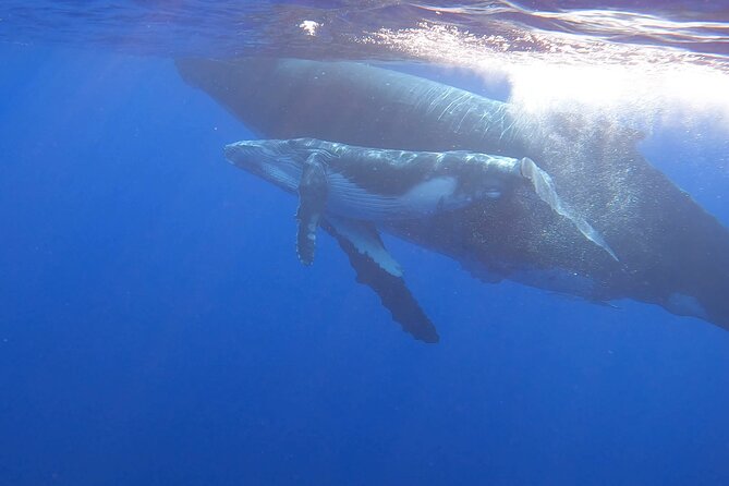 Observe and Swim with Whales in Tahiti - When You Can Swim Near the Whales