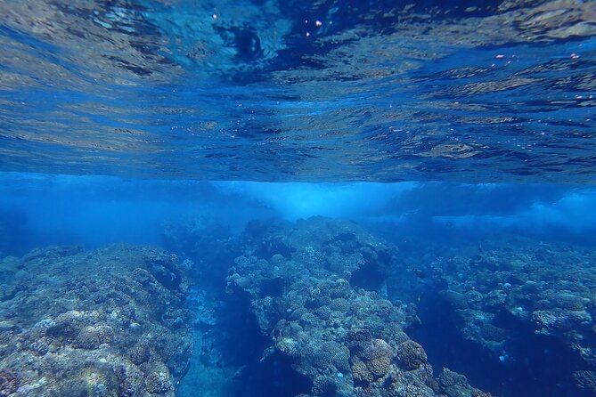 Private 4 Hours Reef Discovery Luxury Private Treasure Hunt in Bora Bora - Why this treasure hunt works better than a standard lagoon tour