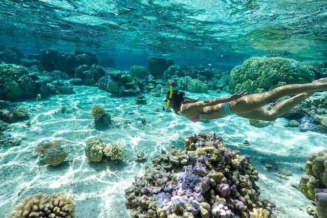 Private 4 Hours Reef Discovery Luxury Private Treasure Hunt in Bora Bora - Stop three: coral gardens and tropical fish