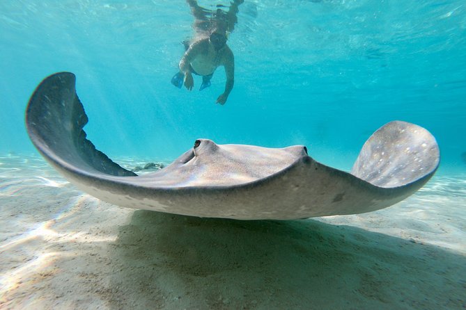 Private Boat Tour of Moorea Lagoon - Pickup and practical planning