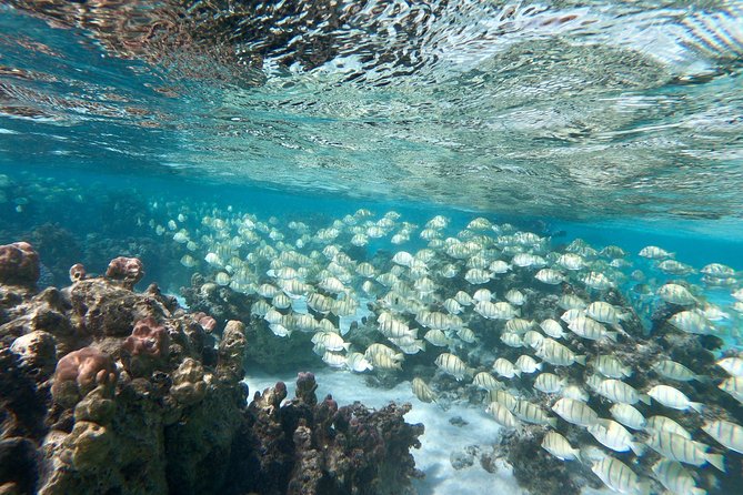 Private Boat Tour of Moorea Lagoon - What makes the guides valuable