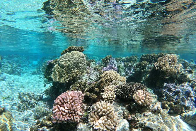 Private Boat Tour of Moorea Lagoon - Who should book this Moorea excursion?