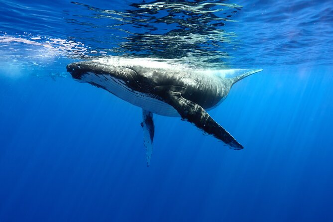 Private boat tour to swim with whales and sharks - Four hours in Moorea’s whale waters