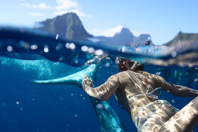 Private boat tour to swim with whales and sharks - Searching for humpback whales by boat