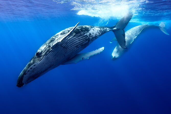 Private boat tour to swim with whales and sharks - What the guide and captain add